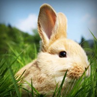 /album/test-tanki-online-com/photolia-a03-jpg/